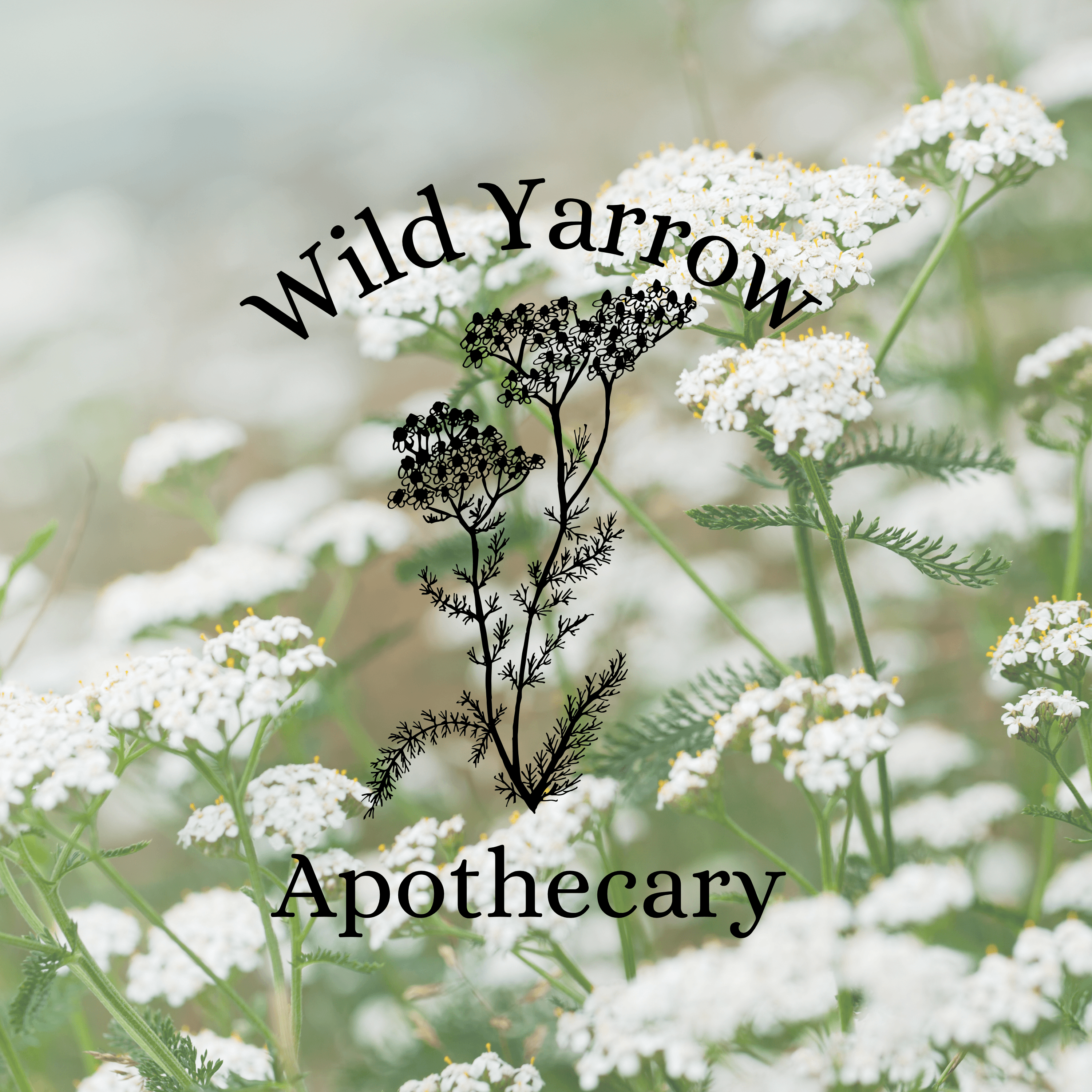 Wild Yarrow Apothecary podcast artwork