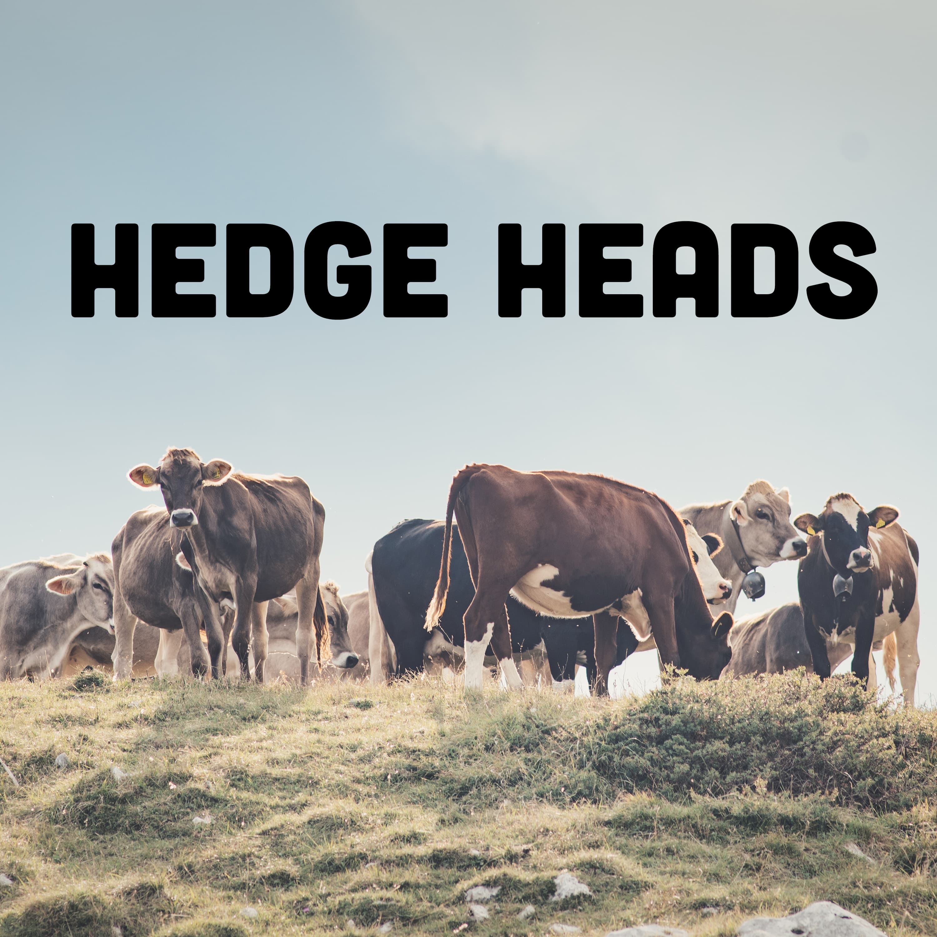 Hedge Heads podcast artwork