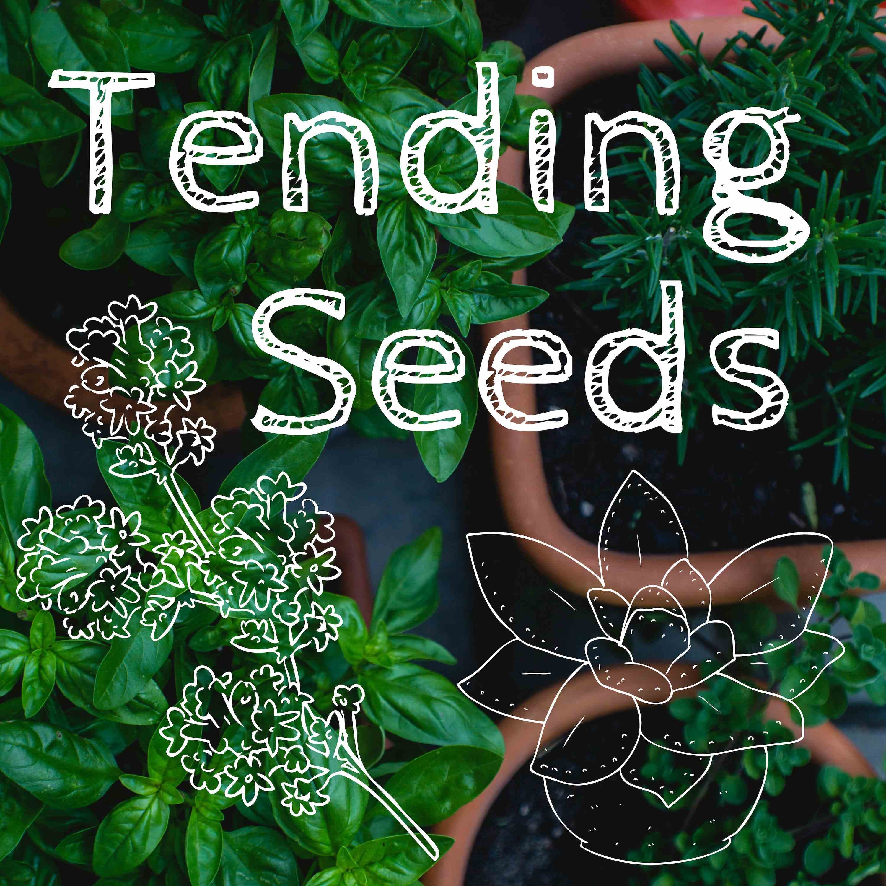 Tending Seeds: Adventures in Gardening, Homesteading, and Herbalism podcast artwork