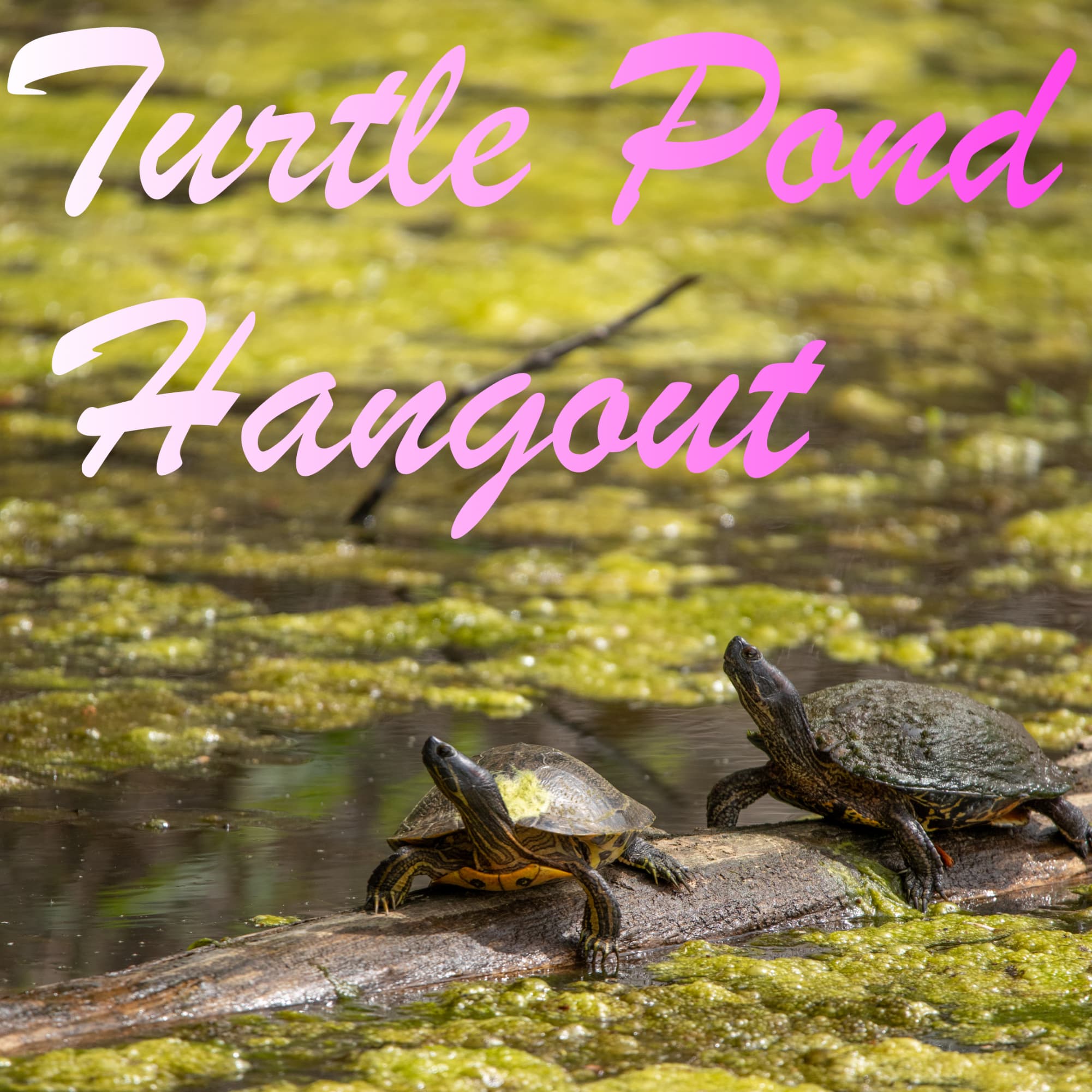 TURTLE POND HANGOUT podcast artwork