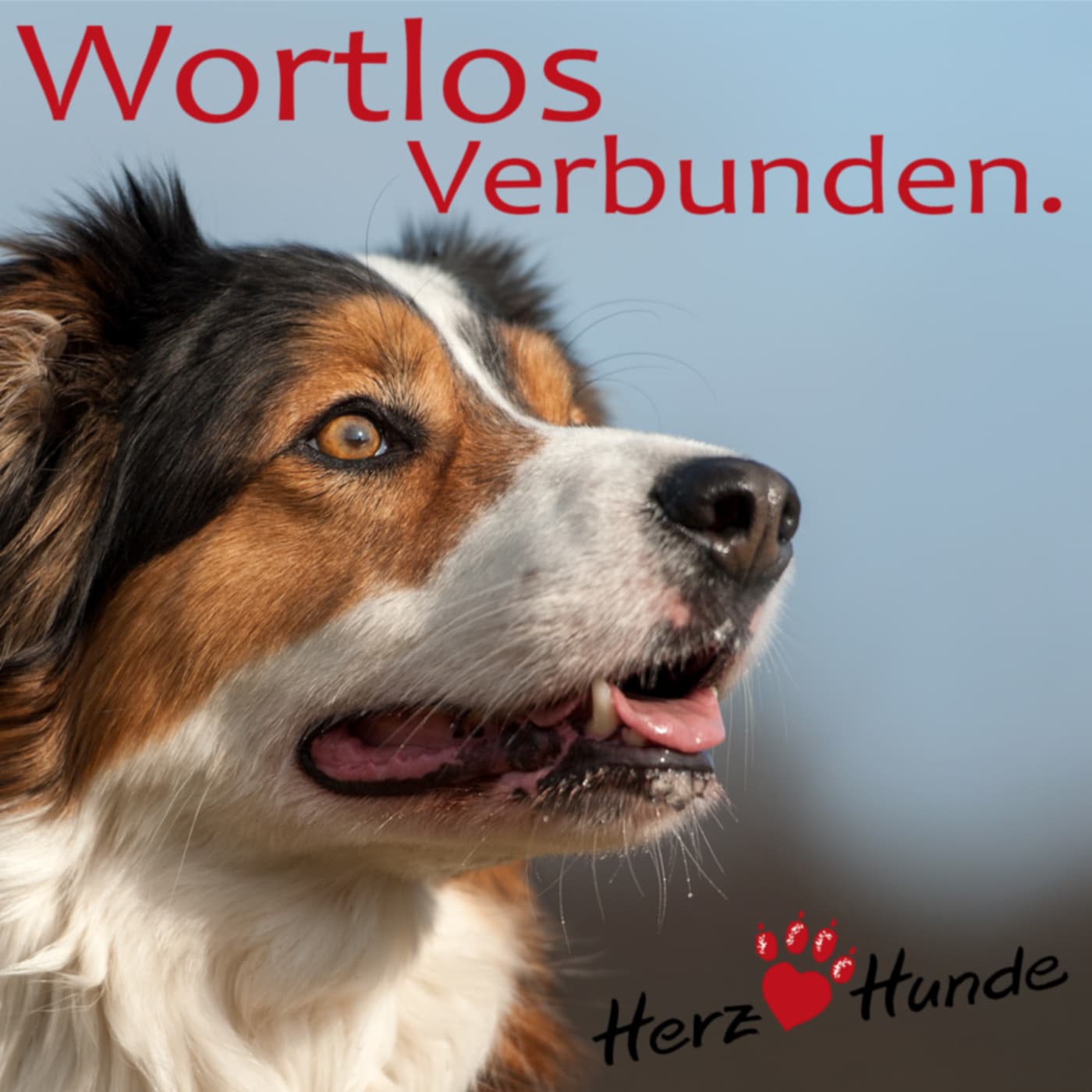 Deine Gassi-Runde als Heldenreise  mit Deinem Hund wortlos verbunden! podcast artwork