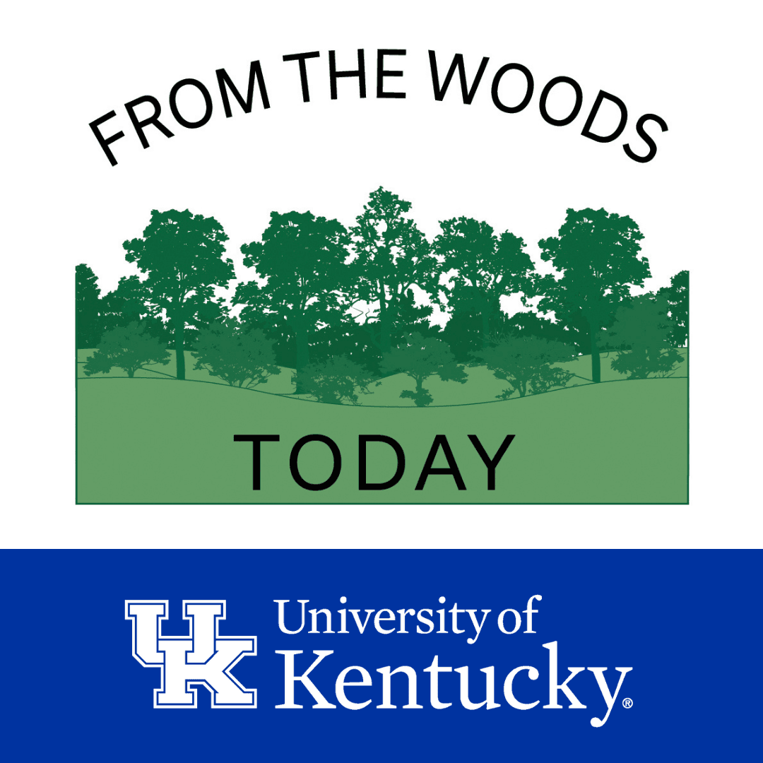 From the Woods Today podcast artwork