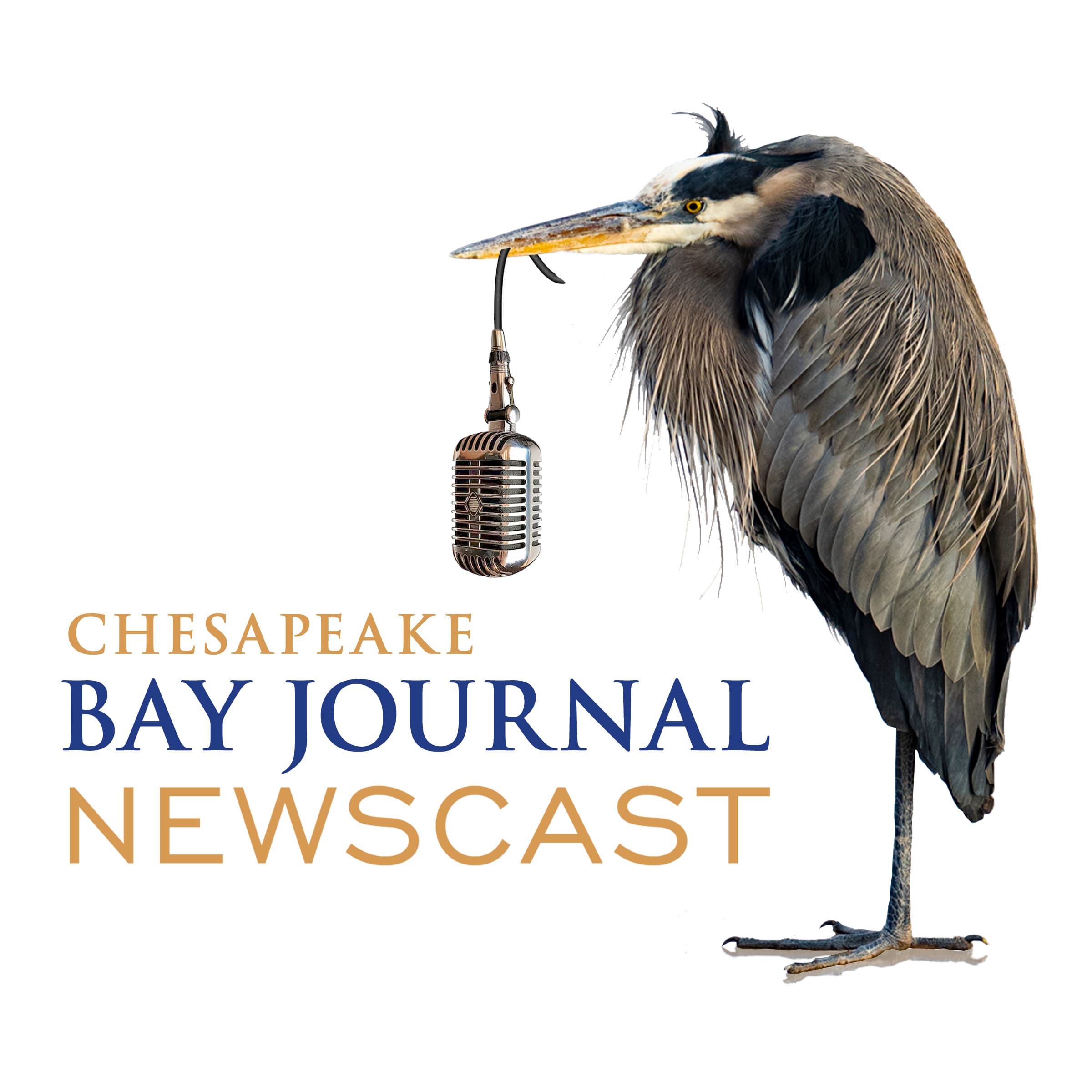 Chesapeake Bay Journal Newscast podcast artwork